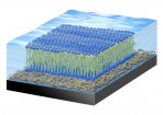membrane membrane