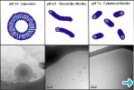 Fig. 2 – Cryo-TEM image for systems composed by molecules b) + c) 