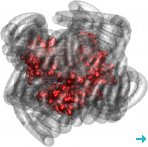 Myoglobin (red) exhibits biologically relevant dynamics, even when its hydration sphere is replaced by a polymer surfactant corona (grey) (courtesy of the authors)