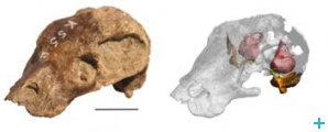 The skull of K. fossilis 
