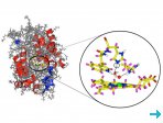 Molecular structure of CcP